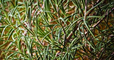 Ruzmarin: Prirodni tretman za kožu, kosu, vene i poboljšanje cirkulacije