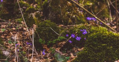 Iz pepela nevolje: Priča o udovici koja je pronašla dom, blago i dostojanstvo