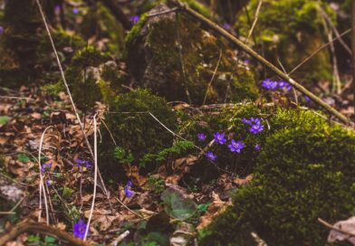 Iz pepela nevolje: Priča o udovici koja je pronašla dom, blago i dostojanstvo Iz pepela nevolje: Priča o udovici koja je pronašla dom, blago i dostojanstvo