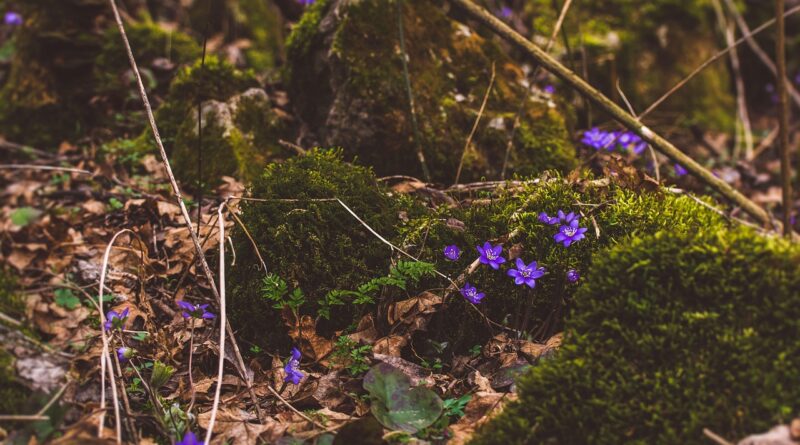 Iz pepela nevolje: Priča o udovici koja je pronašla dom, blago i dostojanstvo Iz pepela nevolje: Priča o udovici koja je pronašla dom, blago i dostojanstvo