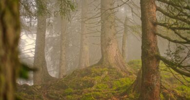 Čudesno spasavanje u tajgi: Šumar pomogao promrzlim lisičićima pored stradale majke