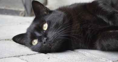 Astrologija i petak 13: Šta astrolozi predviđaju za mart 2026. godine