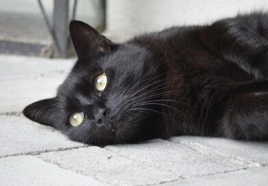 Astrologija i petak 13: Šta astrolozi predviđaju za mart 2026. godine