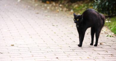 Petak 13 i astrologija: Koji horoskopski znakovi bi mogli osjetiti više napetosti