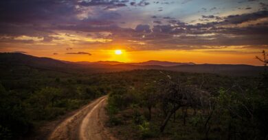 Preživjeli zimske šume: Priča o napuštenoj djeci i nepoznatom spasiocu