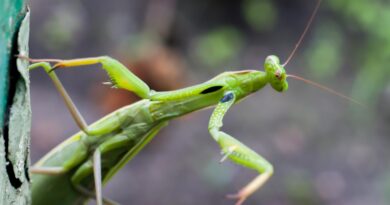 Šta znači kada bogomoljka uđe u vaš dom: simbolika, činjenice i korisni saveti