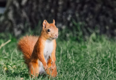 Šta vaša prva primetna životinja na slici otkriva o vašoj ličnosti