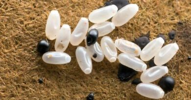 Primijetila sam čudne bijele tačkice na krevetu, a ono što sam kasnije otkrila bilo je zaista zastrašujuće