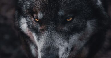 Čovek je spasio trudnu vučicu iz ledene vode, ali ono što se dogodilo nakon toga zauvek mu je promenilo život