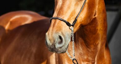 Devojka i neukrotivi konj: priča o hrabrosti, razumevanju i snazi bez sile