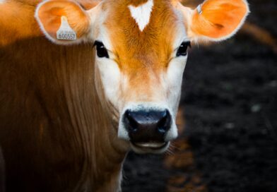 Krava pobegla ispred klanice u Bavarskoj u toku velika potraga uz upotrebu dronova