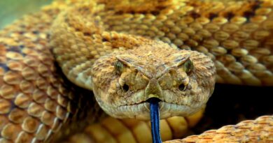 Kada dobra namjera donese neočekivane posljedice: Poučna priča o ženi i zmiji