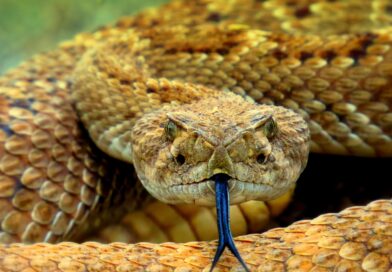 Kada dobra namjera donese neočekivane posljedice: Poučna priča o ženi i zmiji