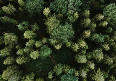 Uništen voćnjak i neočekivana lekcija o oprostu: kako je Draganov postupak promijenio sve