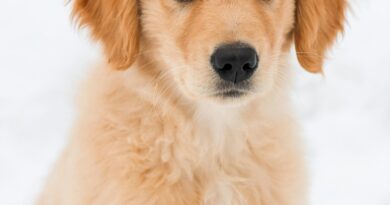 PAS IZ AZILA OTKRIO TAJNU ISPOD KUĆE: Priča koja pokazuje koliko životinje mogu promeniti sudbinu