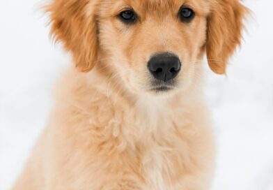 PAS IZ AZILA OTKRIO TAJNU ISPOD KUĆE: Priča koja pokazuje koliko životinje mogu promeniti sudbinu