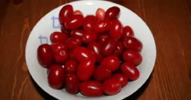 Dren: zaboravljena ljekovita biljka od kore do ploda i njena tradicionalna upotreba
