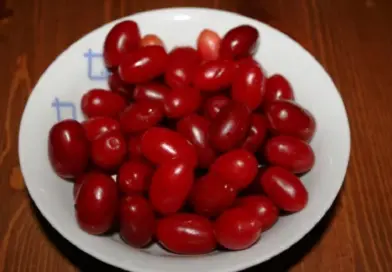 Dren: zaboravljena ljekovita biljka od kore do ploda i njena tradicionalna upotreba