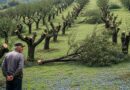 „Stanje je dramatično loše“: Sin Ratka Mladića tvrdi da se situacija naglo pogoršala