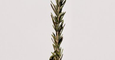 Ruzmarin u rakiji kao tradicionalni pristup ublažavanju tegoba sa nogama i cirkulacijom
