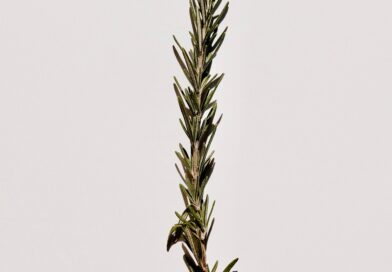 Ruzmarin u rakiji kao tradicionalni pristup ublažavanju tegoba sa nogama i cirkulacijom Ruzmarin u rakiji kao tradicionalni pristup ublažavanju tegoba sa nogama i cirkulacijom