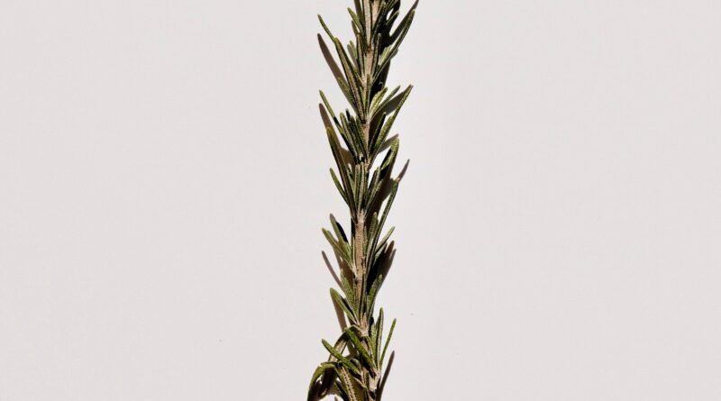 Ruzmarin u rakiji kao tradicionalni pristup ublažavanju tegoba sa nogama i cirkulacijom Ruzmarin u rakiji kao tradicionalni pristup ublažavanju tegoba sa nogama i cirkulacijom