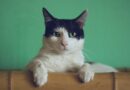 Mačka je svake noći budila vlasnicu i tjerala je iz spavaće sobe, a razlog je otkriven tek nakon posjete veterinaru