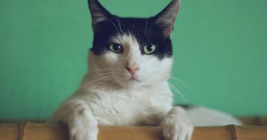 Mačka je svake noći budila vlasnicu i tjerala je iz spavaće sobe, a razlog je otkriven tek nakon posjete veterinaru