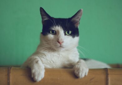 Mačka je svake noći budila vlasnicu i tjerala je iz spavaće sobe, a razlog je otkriven tek nakon posjete veterinaru