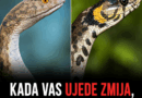 Šta prvo uraditi nakon ujeda zmije: Pravilni koraci mogu da spreče ozbiljne posledice