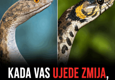 Šta prvo uraditi nakon ujeda zmije: Pravilni koraci mogu da spreče ozbiljne posledice