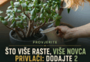 Krasula ne raste i ne izbacuje nove listove? Dva kuhinjska ostatka mogu pomoći, ali samo ako ih pravilno koristite