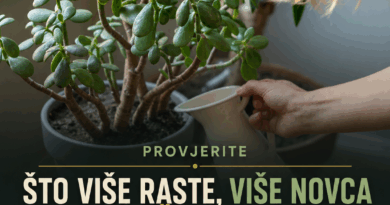 Krasula ne raste i ne izbacuje nove listove? Dva kuhinjska ostatka mogu pomoći, ali samo ako ih pravilno koristite