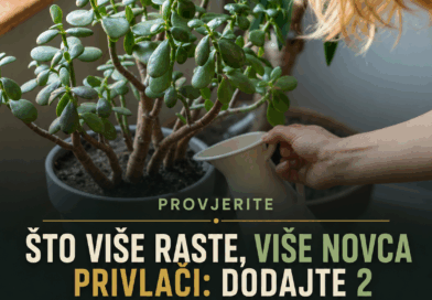 Krasula ne raste i ne izbacuje nove listove? Dva kuhinjska ostatka mogu pomoći, ali samo ako ih pravilno koristite