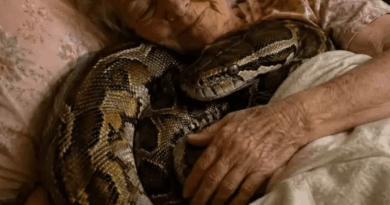 Piton je tri godine živeo u domu 75-godišnje Margaret, a onda je počeo da se uvlači u njen krevet