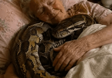 Piton je tri godine živeo u domu 75-godišnje Margaret, a onda je počeo da se uvlači u njen krevet Piton je tri godine živeo u domu 75-godišnje Margaret, a onda je počeo da se uvlači u njen krevet