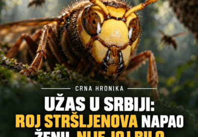 Žena preminula nakon napada stršljenova u Stojniku: Obdukcija će utvrditi uzrok smrti Žena preminula nakon napada stršljenova u Stojniku: Obdukcija će utvrditi uzrok smrti