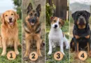 Koji pas vam se najviše dopada? Zabavni izbor povezan sa četiri lepe osobine